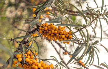 Ripe sea buckthorn berries. Fruit autumn garden	
