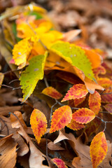 Various fallen leaves on ground. Autumn colorful foliage. Season change concept.