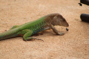 lagarto verde