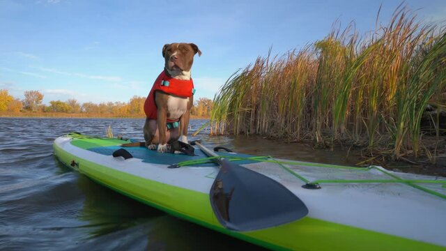Pit bull terrier dog in a life jacket sitting calmly on a wobbling inflatable stand up paddleboard and looking around, fall  in northern Colorado, travel and vacation with your pet concept.