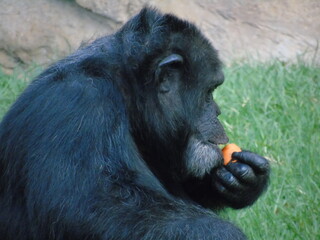 CHIMPANCÉ COMIENDO