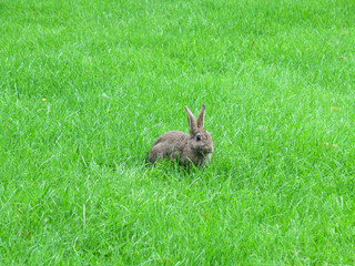 View of a cute rabbit in green grass