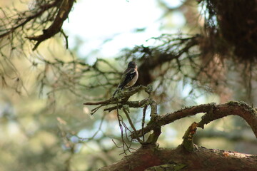 bird on a tree