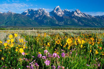 Wildflowers in front of the tetons