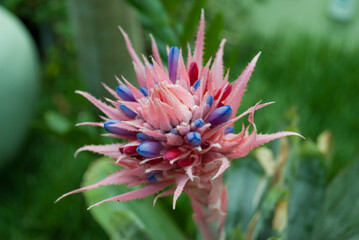 flor