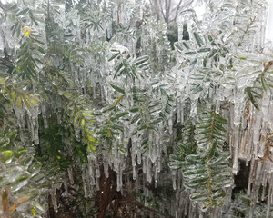 Photo of a green bush that is encased in ice after an ice storm.