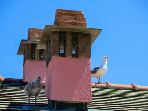 Seagull and baby seagull standing on a roof, in Portovenere, Italy