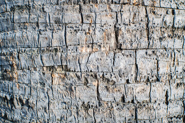 the bark of the palm tree closeup