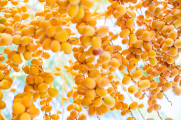 dates on a palm tree close up