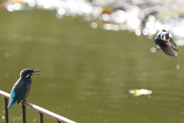 common kingfisher in pond