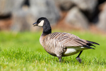 Handsome Cackling Goose Walks Barefoor Through the Grass