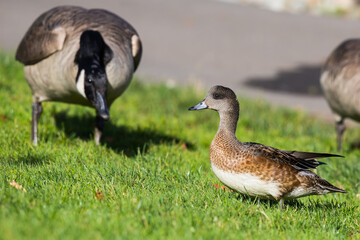 Female Wigeon Duck Walks Warily by a Canada Goose