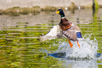 Colorful Male Drake Mallard Launches Into Flight From a Pond