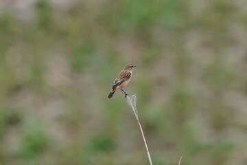 common stonechat on grass