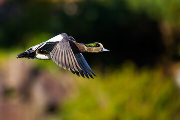 Beautiful Bird In Flight Wigeon Duck Image