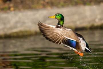 Colorful Male Drake Mallard Launches Into Flight From a Pond