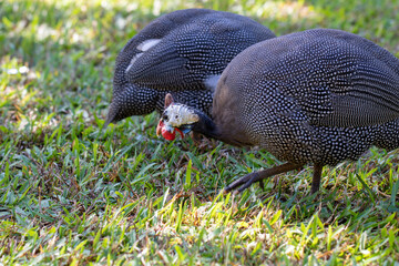 guinea fowl in every corner of a farm
