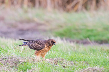 Northern Harrier Hawk Stands Guard Over Kill