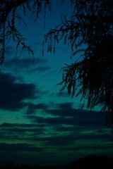 night landscape with tree