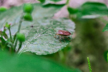 Bug on a Leaf