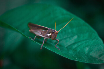 grasshopper on a leaf