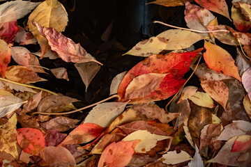 Dry autumn leaves on wooden board