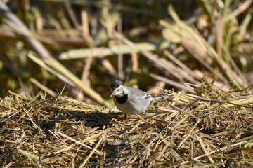 black capped cardinal