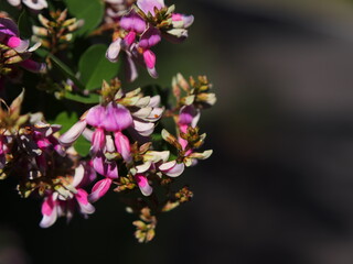 萩の花のアップ