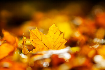 Yellow maple leaf
