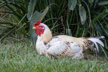 white rooster with red crest on the farm