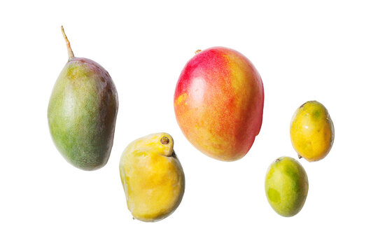 Brazilian types of mango - Tommy, Palmer, Espada and Haden