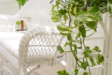 Fototapeta na wymiar ガーデンルームの椅子とグリーンの植物