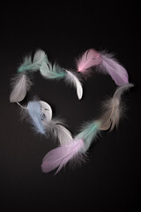 Obraz premium white feather isolated on black