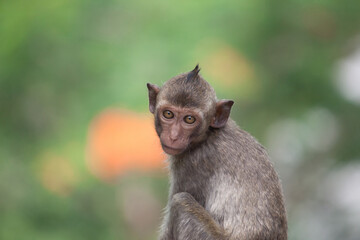 可愛いサル