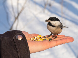 Black-capped chickadee standing on an open hand in winter at Saint Bruno National Park, Quebec, Canada