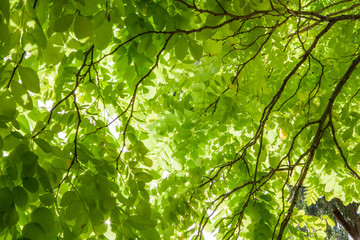 Looking up at the canopy of a Golden Robinia tree. Backlit vibrant yellow green foliage and delicate branch silhouettes. Under the overlapping leaves with sun shining through: ideal background texture
