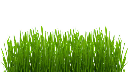 Growth of green lawn fresh grass closeup, natural eco friendly background plant isolated on white with copy space.