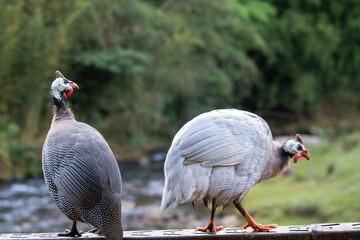 guinea fowl in every corner of a farm
