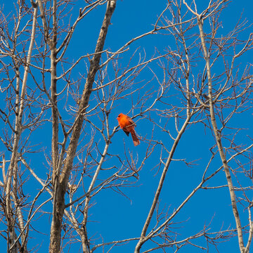 View of Northern cardinal perched on a branch in winter