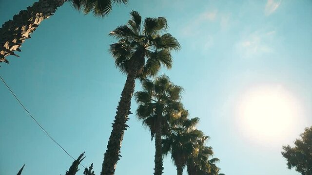 Palm trees passing by a blue sky. High quality 4k footage