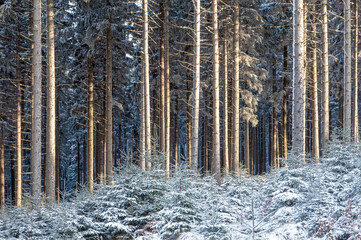 Obraz premium snow covered pine trees trunks frosty morning sun on forest fresh air winter background