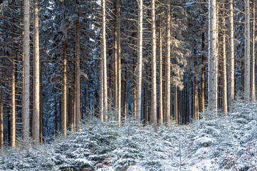 snow covered pine trees trunks frosty morning sun on forest fresh air winter background