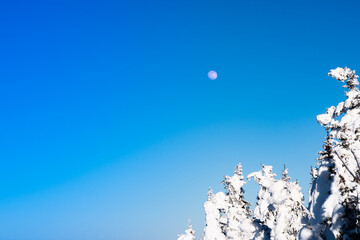 Winter view of the moon raising above pine trees covered by snow in the Eastern Townships, Canada