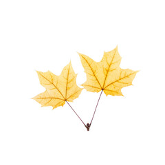cut out fall leaf. yellow maple leaf isolated on a white background. fall minimal concept. autumn design element