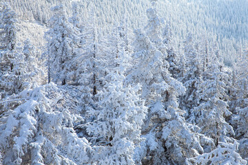 snow covered pine forest winter frozen snowy frost texture nature christmas background