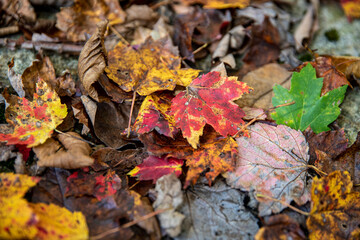 The beautiful colors of the autumn in upstate New York.