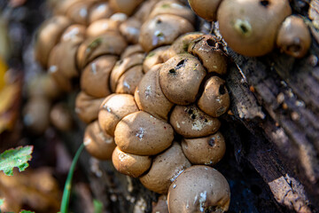 Wild mushrooms grow .along a trail in the mountains during the autumn months in upstate New York.