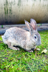 Grey rabbit at the grass. Cute domestic animal 
