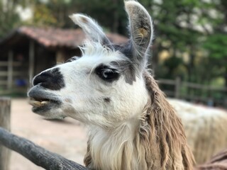 Fototapeta premium close up of a white alpaca