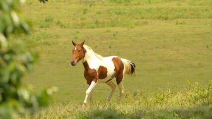 Naklejka na ściany i meble Pampa horse in pasture in the state of Minas Gerais, Brazil